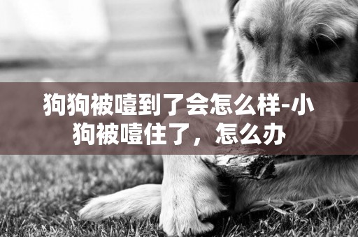 狗狗被噎到了會怎么樣-小狗被噎住了，怎么辦