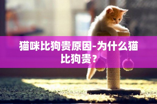 貓咪比狗貴原因-為什么貓比狗貴？