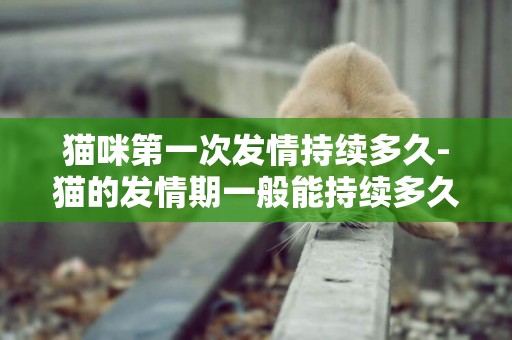 貓咪第一次發情持續多久-貓的發情期一般能持續多久？