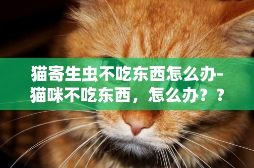 貓寄生蟲不吃東西怎么辦-貓咪不吃東西，怎么辦？？