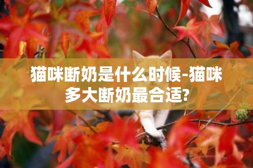 貓咪斷奶是什么時候-貓咪多大斷奶最合適?