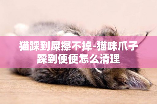 貓踩到屎擦不掉-貓咪爪子踩到便便怎么清理