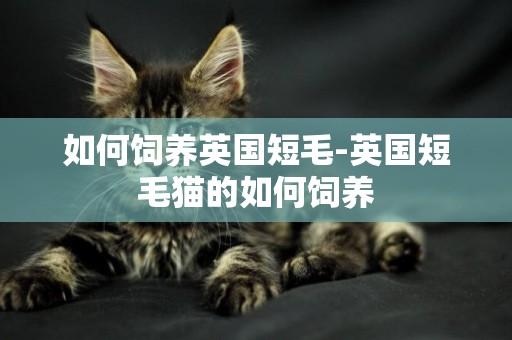 如何飼養英國短毛-英國短毛貓的如何飼養