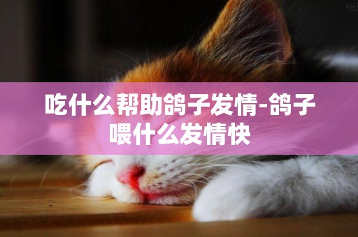 吃什么幫助鴿子發情-鴿子喂什么發情快