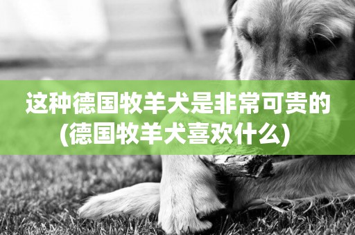 這種德國牧羊犬是非常可貴的(德國牧羊犬喜歡什么) 