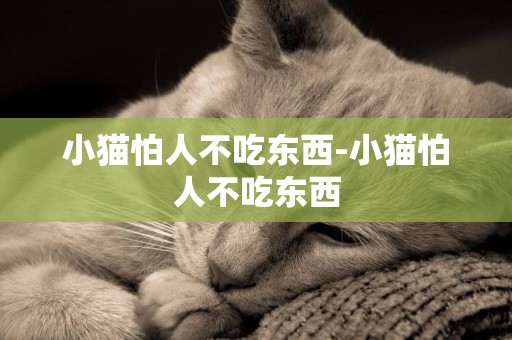 小貓怕人不吃東西-小貓怕人不吃東西