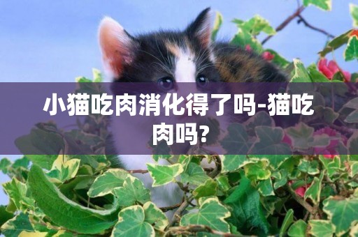 小貓吃肉消化得了嗎-貓吃肉嗎?