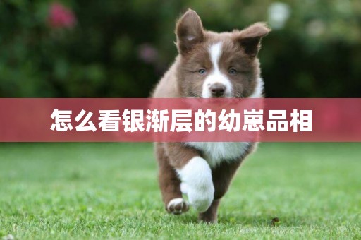怎么看銀漸層的幼崽品相