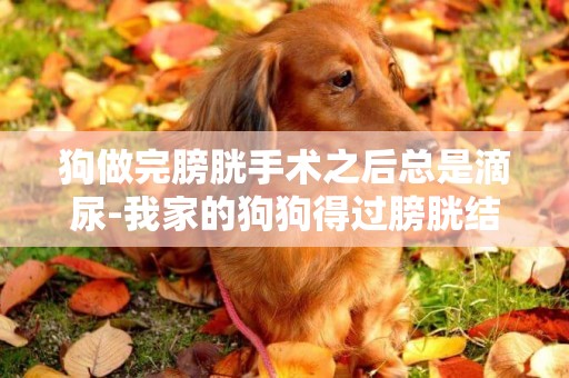 狗做完膀胱手術之后總是滴尿-我家的狗狗得過膀胱結石 但是這次做完之后過兩天又尿不出來了 而且是一滴也