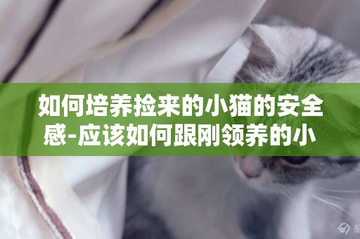 如何培養撿來的小貓的安全感-應該如何跟剛領養的小貓培養感情？