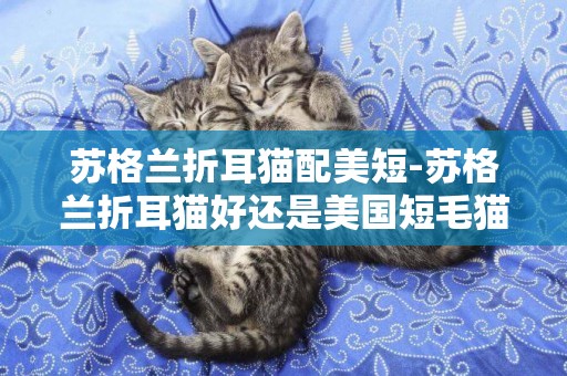 蘇格蘭折耳貓配美短-蘇格蘭折耳貓好還是美國短毛貓好