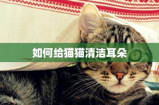 如何給貓貓清潔耳朵