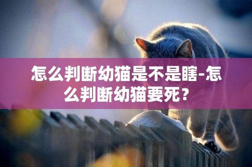 怎么判斷幼貓是不是瞎-怎么判斷幼貓要死？