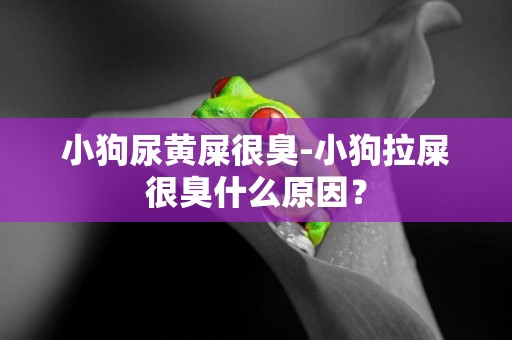 小狗尿黃屎很臭-小狗拉屎很臭什么原因？