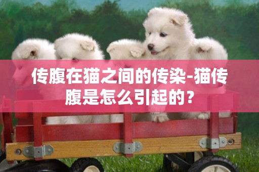 傳腹在貓之間的傳染-貓傳腹是怎么引起的？