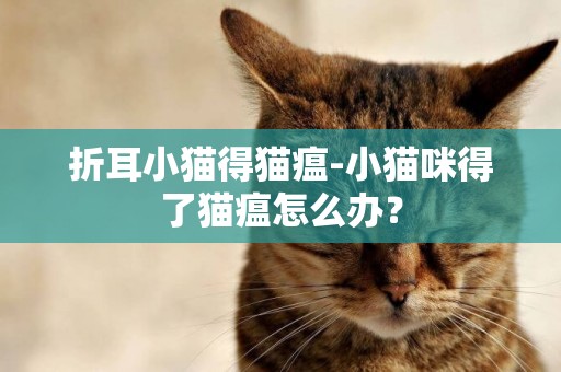 折耳小貓得貓瘟-小貓咪得了貓瘟怎么辦？