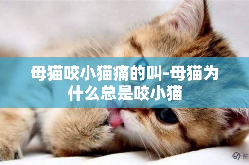 母貓咬小貓痛的叫-母貓為什么總是咬小貓