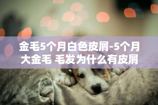 金毛5個月白色皮屑-5個月大金毛 毛發為什么有皮屑