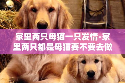 家里兩只母貓一只發情-家里兩只都是母貓要不要去做節育？