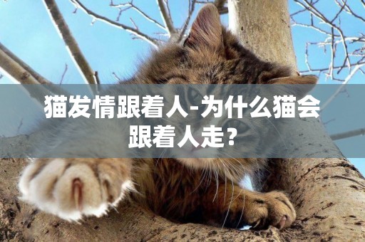 貓發情跟著人-為什么貓會跟著人走？