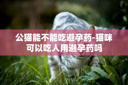 公貓能不能吃避孕藥-貓咪可以吃人用避孕藥嗎