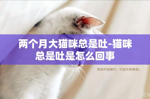 兩個月大貓咪總是吐-貓咪總是吐是怎么回事