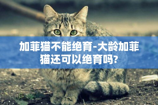 加菲貓不能絕育-大齡加菲貓還可以絕育嗎?
