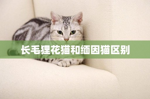 長毛貍花貓和緬因貓區別