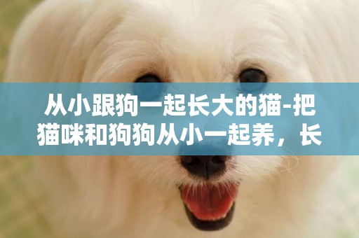 從小跟狗一起長大的貓-把貓咪和狗狗從小一起養，長大還會變成冤家嗎？