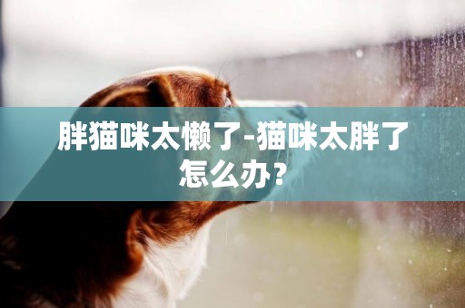 胖貓咪太懶了-貓咪太胖了怎么辦？
