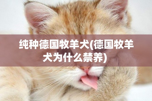 純種德國牧羊犬(德國牧羊犬為什么禁養) 