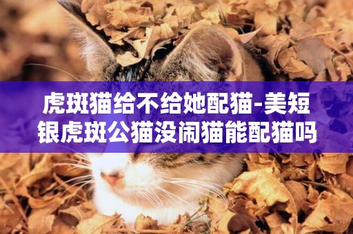 虎斑貓給不給她配貓-美短銀虎斑公貓沒鬧貓能配貓嗎？