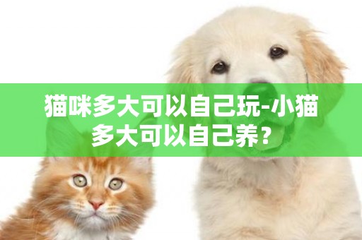 貓咪多大可以自己玩-小貓多大可以自己養？