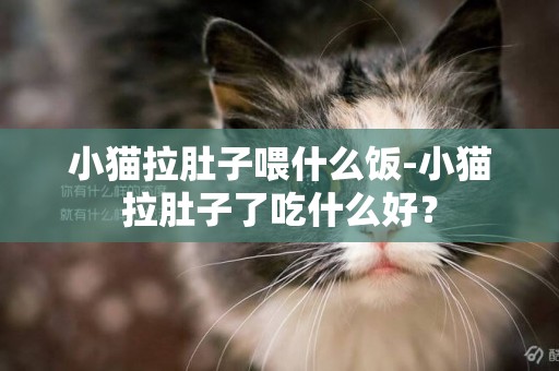 小貓拉肚子喂什么飯-小貓拉肚子了吃什么好？