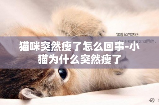 貓咪突然瘦了怎么回事-小貓為什么突然瘦了