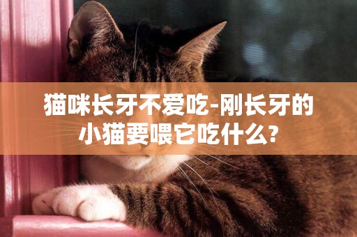 貓咪長牙不愛吃-剛長牙的小貓要喂它吃什么?