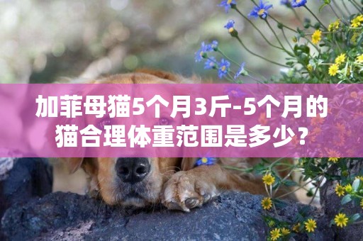 加菲母貓5個月3斤-5個月的貓合理體重范圍是多少？