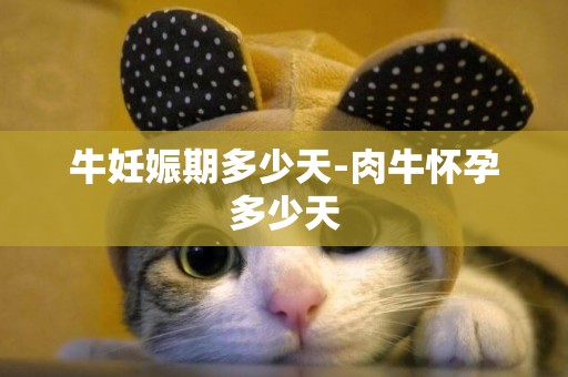 牛妊娠期多少天-肉牛懷孕多少天