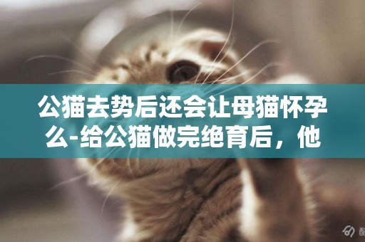 公貓去勢后還會讓母貓懷孕么-給公貓做完絕育后，他還會騎母貓嗎？