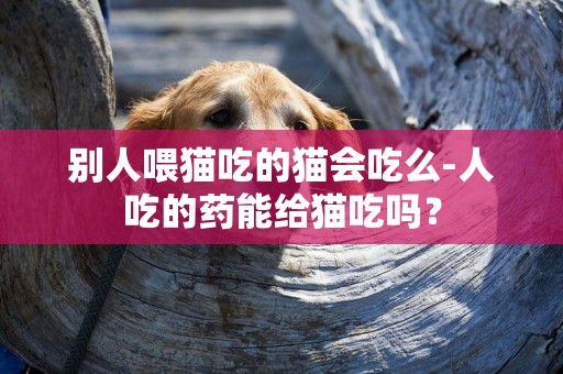 別人喂貓吃的貓會吃么-人吃的藥能給貓吃嗎？