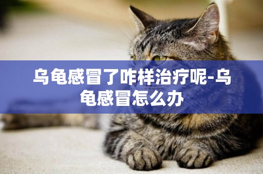 烏龜感冒了咋樣治療呢-烏龜感冒怎么辦