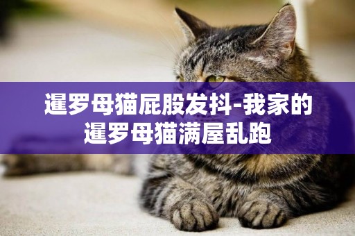 暹羅母貓屁股發抖-我家的暹羅母貓滿屋亂跑