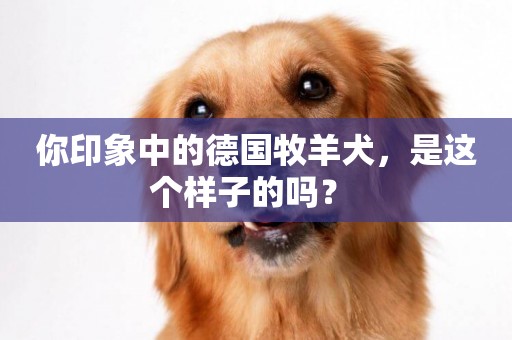 你印象中的德國牧羊犬，是這個樣子的嗎？ 