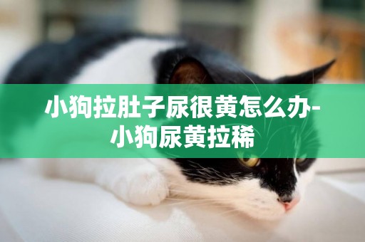 小狗拉肚子尿很黃怎么辦-小狗尿黃拉稀