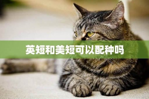 英短和美短可以配種嗎