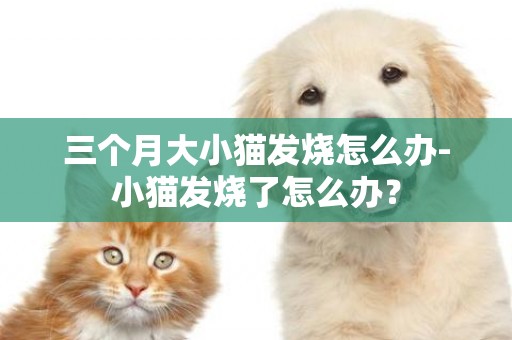 三個月大小貓發燒怎么辦-小貓發燒了怎么辦？