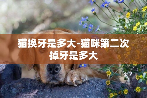 貓換牙是多大-貓咪第二次掉牙是多大