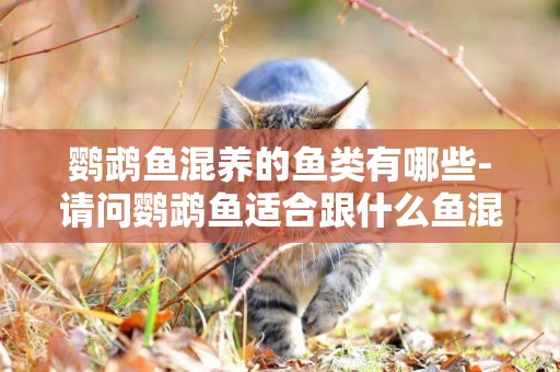 鸚鵡魚混養的魚類有哪些-請問鸚鵡魚適合跟什么魚混養