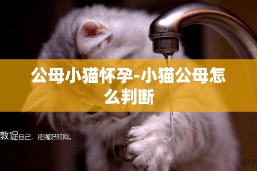 公母小貓懷孕-小貓公母怎么判斷