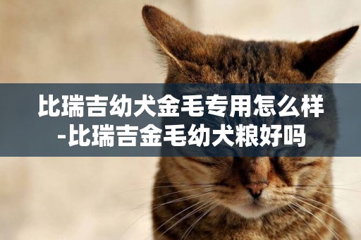 比瑞吉幼犬金毛專用怎么樣-比瑞吉金毛幼犬糧好嗎